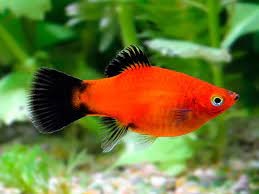 platy wag